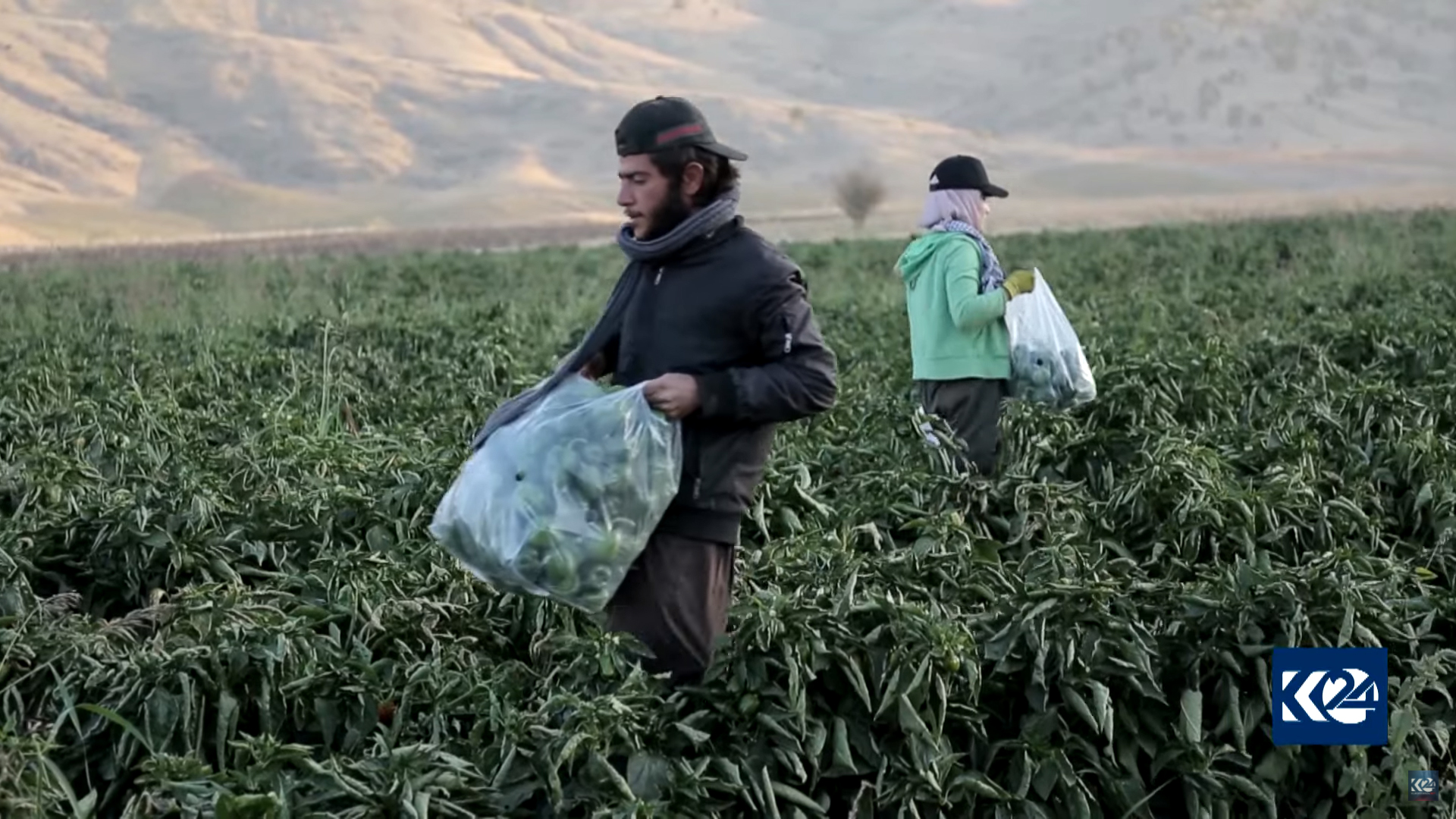Ms. Saeed in a green jacket is seen carrying a bag of green peppers on a field in Penjwen, Oct. 18, 2021. (Photo: Screengrab/Kurdistan 24)